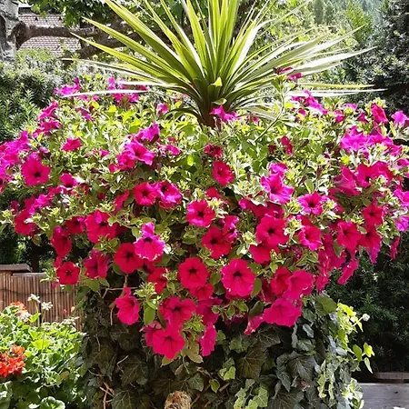 Haus Domenig * 厄姆豪森